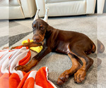 Small Photo #4 Doberman Pinscher Puppy For Sale in LAKELAND, FL, USA