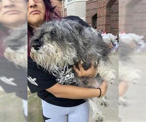 - Mix Dogs for adoption in Houston, TX, USA