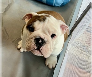 Bulldog Puppy for sale in SPENCER, TN, USA