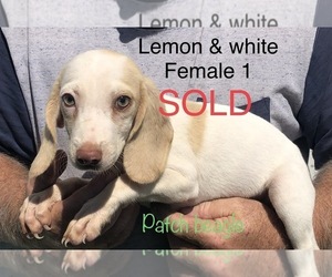 Beagle Puppy for sale in CLINTON, MO, USA