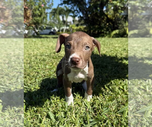 Medium Photo #1 Labrador Retriever-Unknown Mix Puppy For Sale in Royal Palm Beach, FL, USA