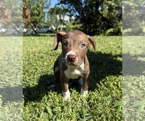 Labrador Retriever-Unknown Mix Dogs for adoption in Royal Palm Beach, FL, USA