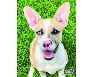 Mutt Dogs for adoption in Washington, DC, USA