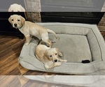 Small Photo #14 Labrador Retriever Puppy For Sale in ROSE HILL, KS, USA