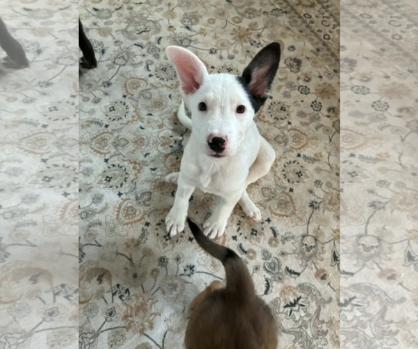 Medium Photo #1 Mutt Puppy For Sale in Sandy, UT, USA