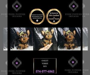 Medium Yorkshire Terrier