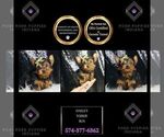 Puppy 5 Yorkshire Terrier