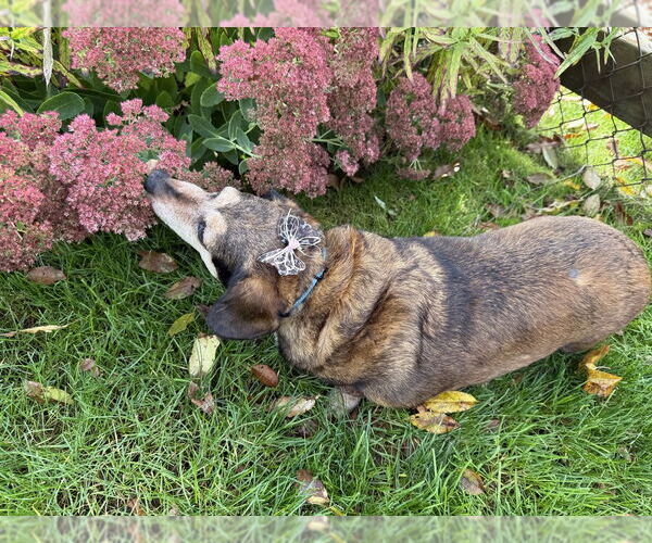 Medium Photo #4 Dachshund-Unknown Mix Puppy For Sale in Springdale, PA, USA