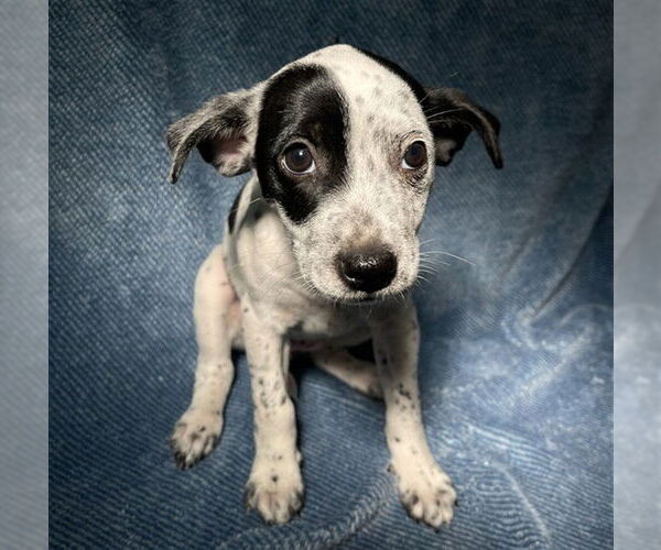 Medium Photo #1 Chihuahua Puppy For Sale in Rancho Cucamonga, CA, USA
