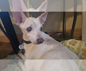 Rat-Cha Dogs for adoption in Salt Lake City, UT, USA