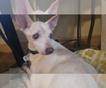 Small Rat-Cha
