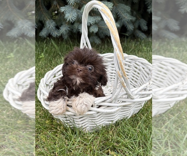 Medium Photo #3 Shih Tzu Puppy For Sale in MIDDLEBURY, IN, USA