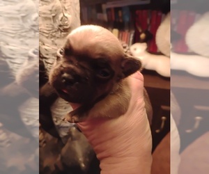 French Bulldog Puppy for sale in NEW WAVERLY, TX, USA