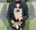 Small #3 German Shepherd Dog