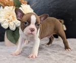 Small #2 Boston Terrier