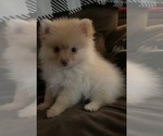 Puppy Jax Pomeranian