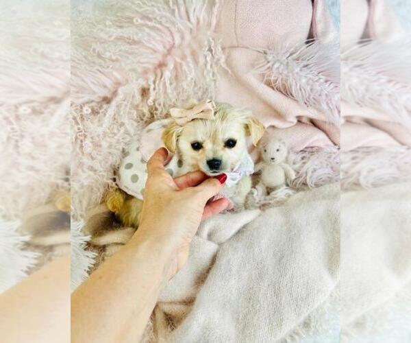 Medium Photo #3 Chiranian Puppy For Sale in PEMBROKE PINES, FL, USA