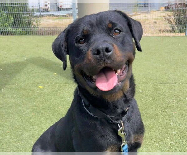 Medium Photo #1 Rottweiler Puppy For Sale in Martinez, CA, USA