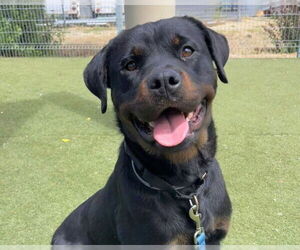 Rottweiler Dogs for adoption in Martinez, CA, USA