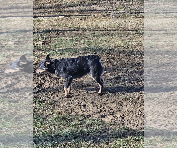 Medium Photo #1 Australian Cattle Dog Puppy For Sale in BULLS GAP, TN, USA