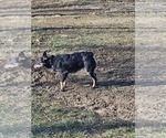 Small Photo #1 Australian Cattle Dog Puppy For Sale in BULLS GAP, TN, USA