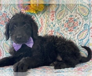 Goldendoodle Puppy for sale in LANCASTER, PA, USA