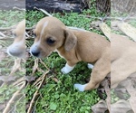 Small Photo #3 Basset Hound-Mountain Cur Mix Puppy For Sale in HARTSHORN, MO, USA