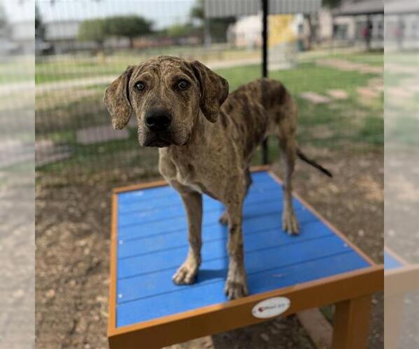 Medium Photo #1 Plott Hound Puppy For Sale in San Antonio, TX, USA