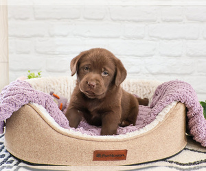 Labrador Retriever Puppy for sale in SYRACUSE, IN, USA