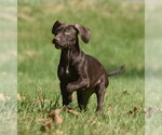 Small Photo #9 Chocolate Labrador retriever-Pointer Mix Puppy For Sale in Mechanicsburg, PA, USA