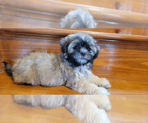 Zuchon Puppy for Sale in SHAWNEE, Kansas USA