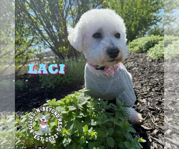 Medium Photo #8 Bichon Frise Puppy For Sale in Omaha, NE, USA