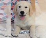 Small Photo #16 Golden Retriever Puppy For Sale in SYRACUSE, IN, USA