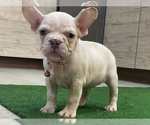 French Bulldog Puppy for sale in NEW YORK, NY, USA