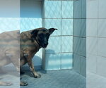 BOBBI DINERO - Female German Shepherd Dog Dog for Adoption - Small photo
