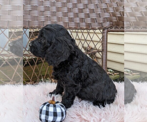 Medium Photo #4 Cock-A-Poo Puppy For Sale in SALEM, MO, USA