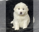Small #2 Great Pyrenees