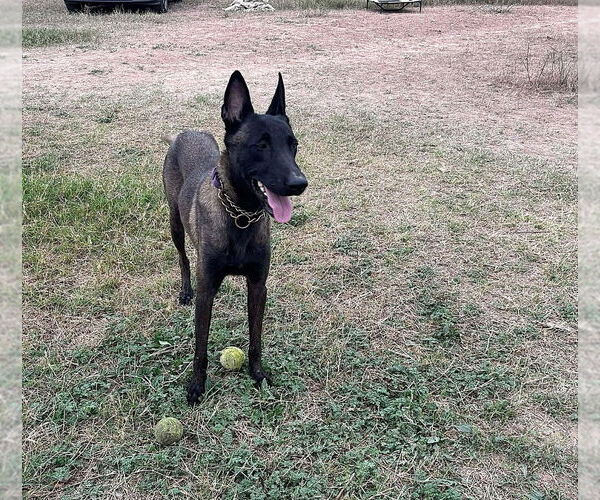 Medium Photo #8 Mutt Puppy For Sale in Imlay City, MI, USA