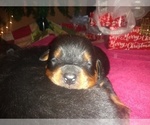 Small Photo #8 Rottweiler Puppy For Sale in JASPER, MO, USA