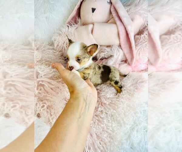 Medium Photo #7 Chihuahua Puppy For Sale in ORLANDO, FL, USA