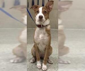 Labrador Retriever-Unknown Mix Dogs for adoption in Conroe, TX, USA