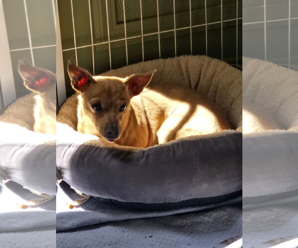 Medium Photo #4 Chihuahua-Unknown Mix Puppy For Sale in Fallbrook, CA, USA