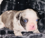 Small Photo #12 French Bulldog Puppy For Sale in KENDALL PARK, NJ, USA
