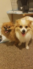 Father of the Pomeranian puppies born on 09/05/2018