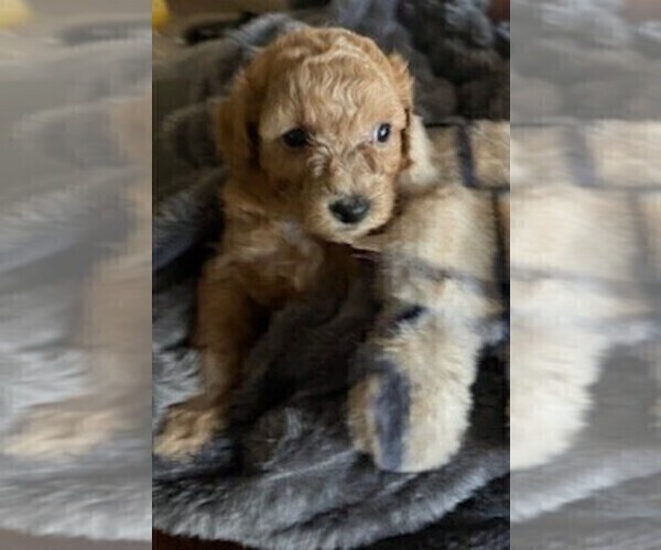 Medium Photo #2 Bichpoo Puppy For Sale in ETNA GREEN, IN, USA