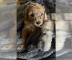 Small #1 Bichpoo