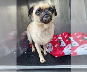 Pug-Unknown Mix Dogs for adoption in San Antonio, TX, USA