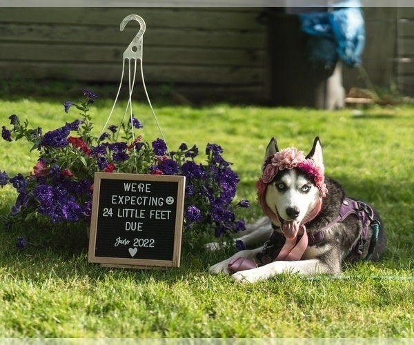 Medium Photo #1 Siberian Husky Puppy For Sale in CORNING, NY, USA