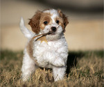 Small #1 Cavachon-Poodle (Miniature) Mix