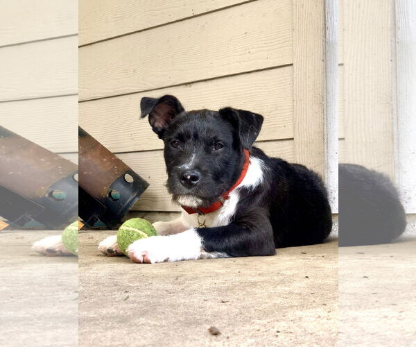 Medium Photo #14 American Staffordshire Terrier-Unknown Mix Puppy For Sale in Rosenberg, TX, USA